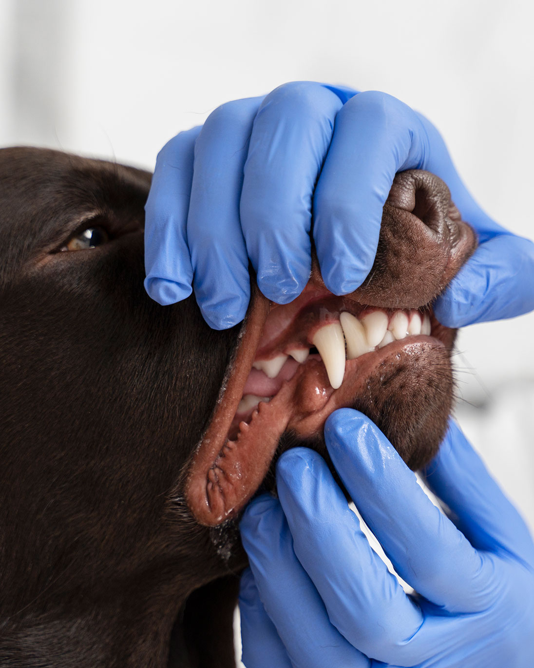 Zahnheilkunde | Tierazrtpraxis Wess Zahnheilkunde | Tierazrtpraxis Wess