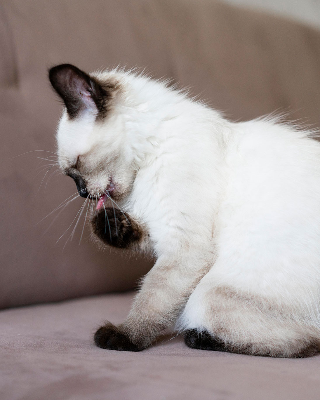 Zahnheilkunde | Tierazrtpraxis Wess Zahnheilkunde | Tierazrtpraxis Wess